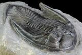 Zlichovaspis Trilobite - Beautiful Specimen #86756-1